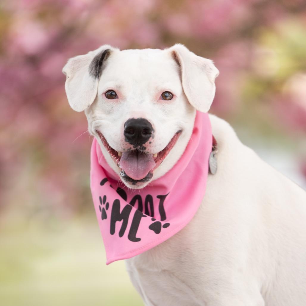 Louie, a Adoptable Mixed Breed in Hampton Bays, NY image 5/6