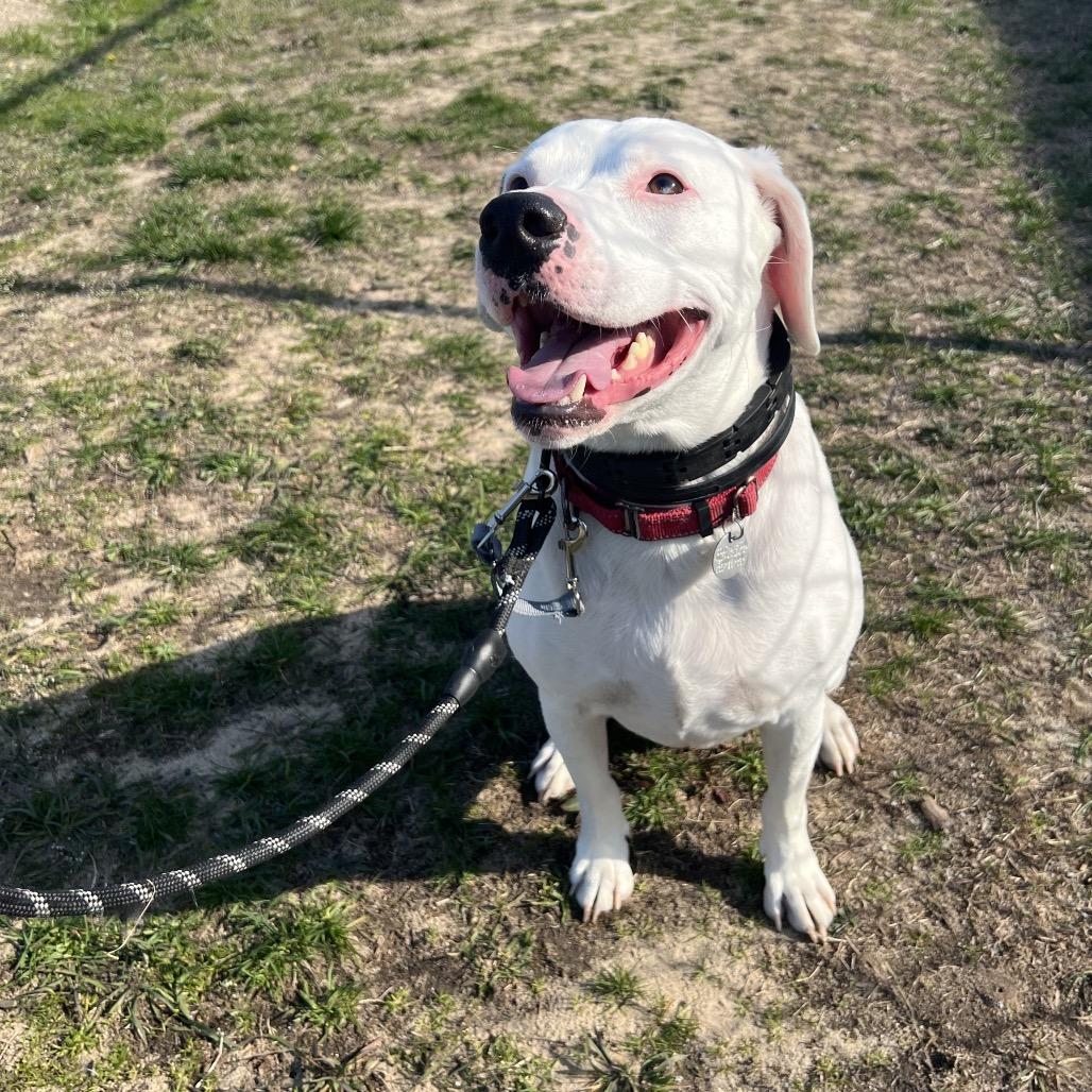 Louie, a Adoptable Mixed Breed in Hampton Bays, NY image 6/6