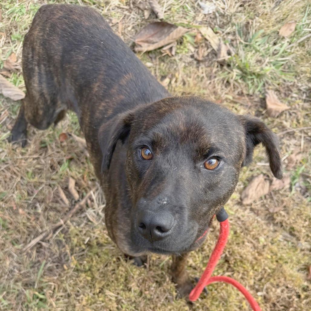 Enlarge Honeydew, a Adoptable Shepherd in Chattanooga, TN image 1/3