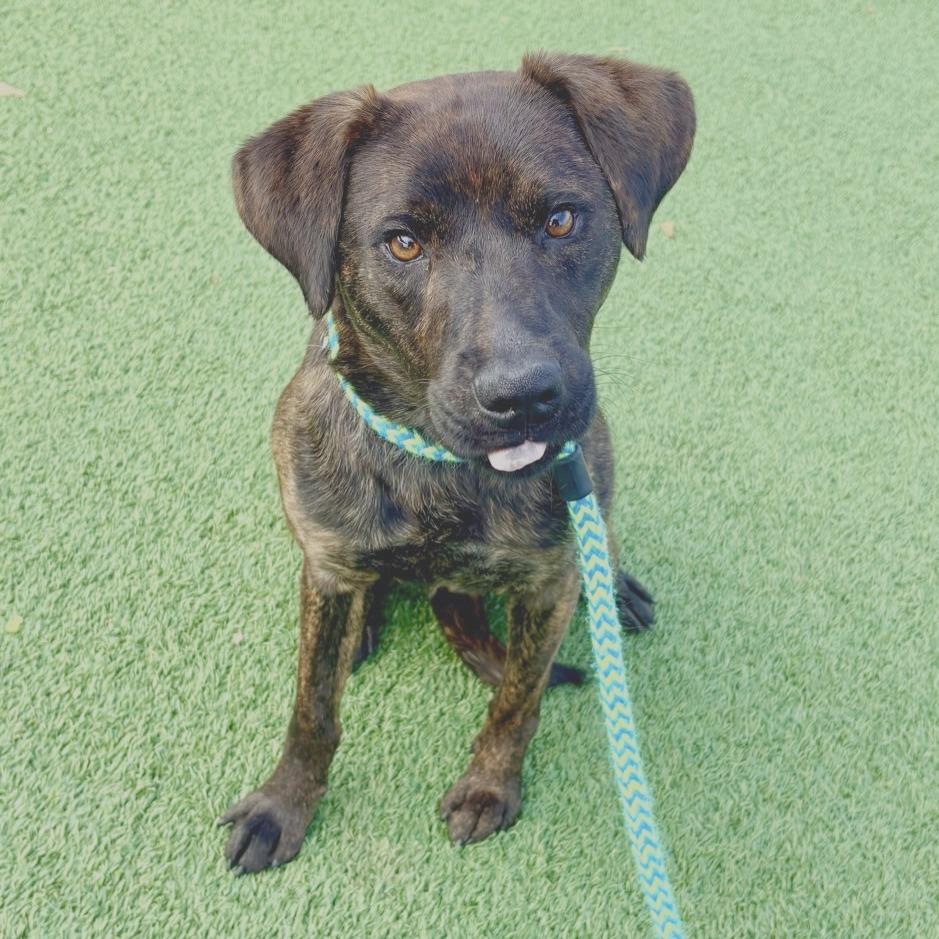 Enlarge Honeydew, a Adoptable Shepherd in Chattanooga, TN image 2/3