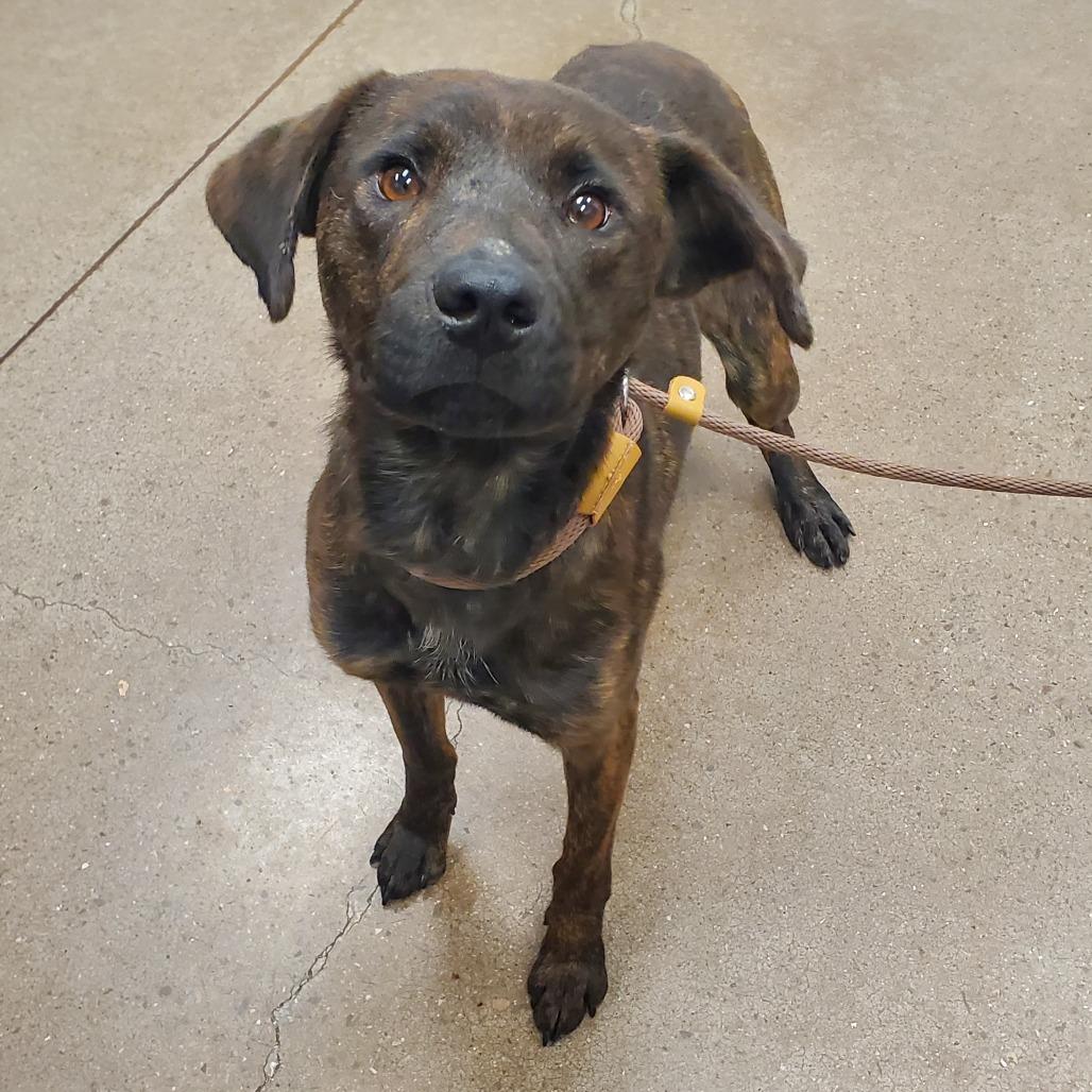 Enlarge Honeydew, a Adoptable Shepherd in Chattanooga, TN image 3/3