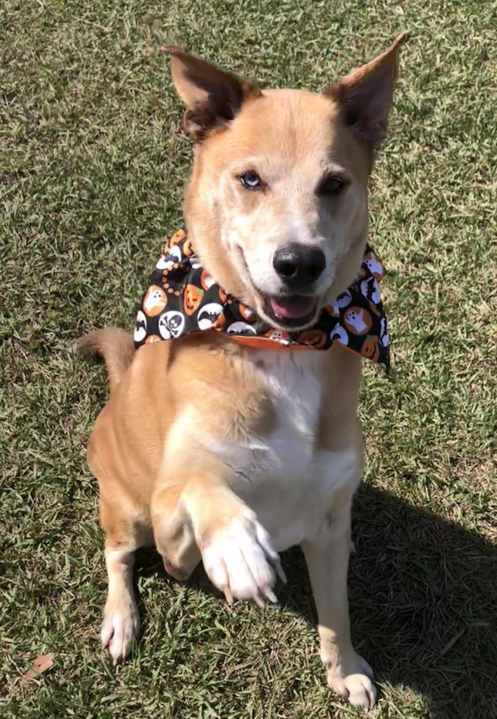Enlarge Doug, a Adoptable mixed breed in Magnolia Springs, AL image 2/6