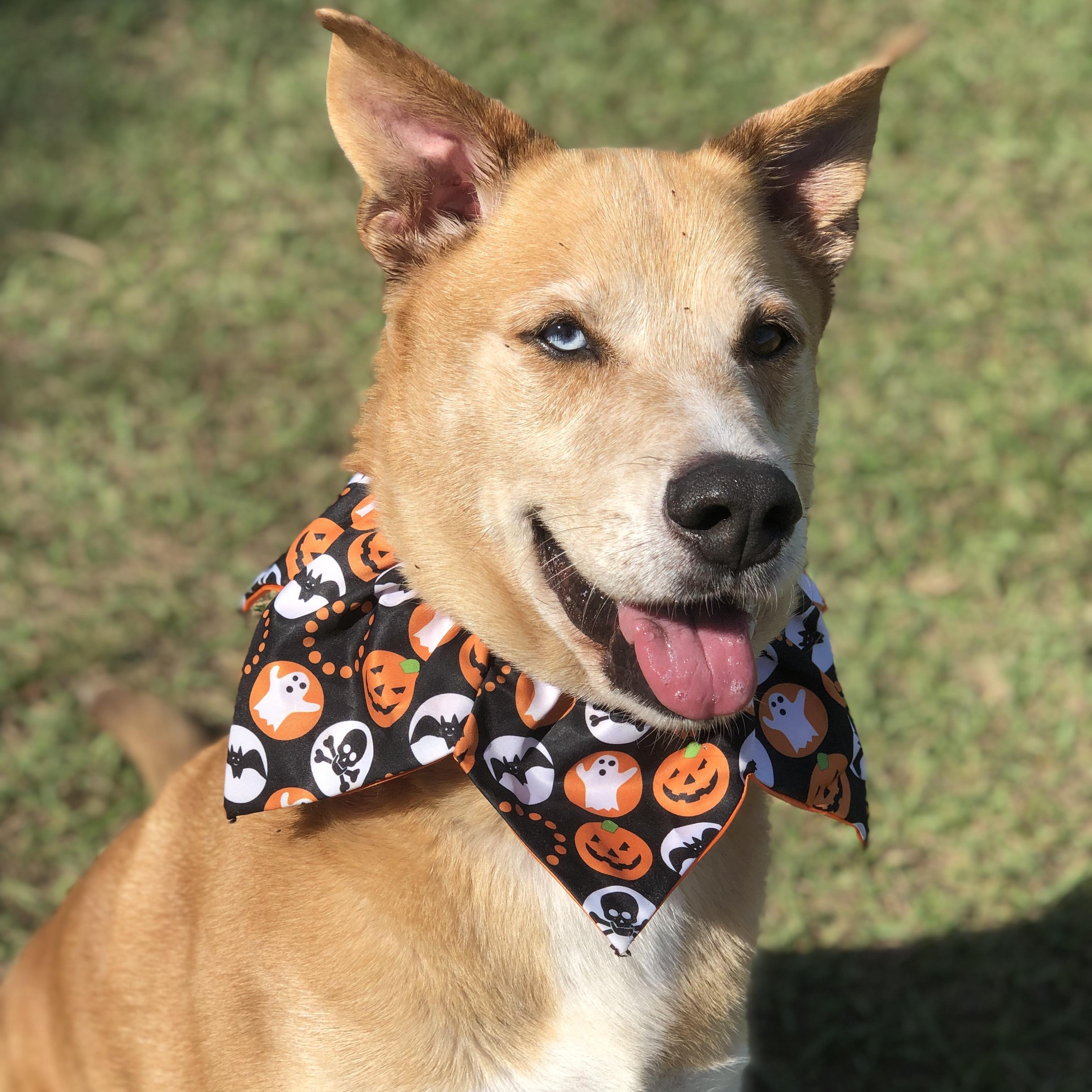 Doug, Adoptable, Adult Male Husky & Labrador Retriever.