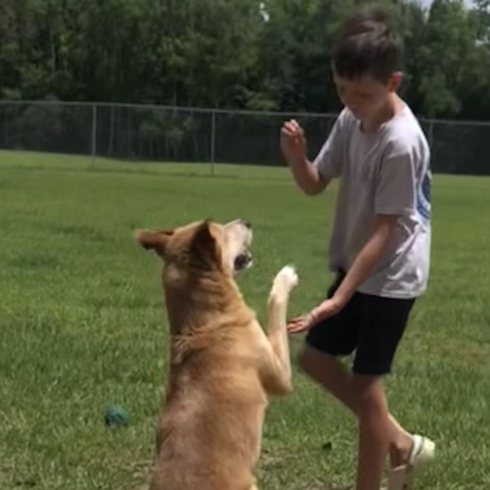 Enlarge Doug, a Adoptable mixed breed in Magnolia Springs, AL image 4/6