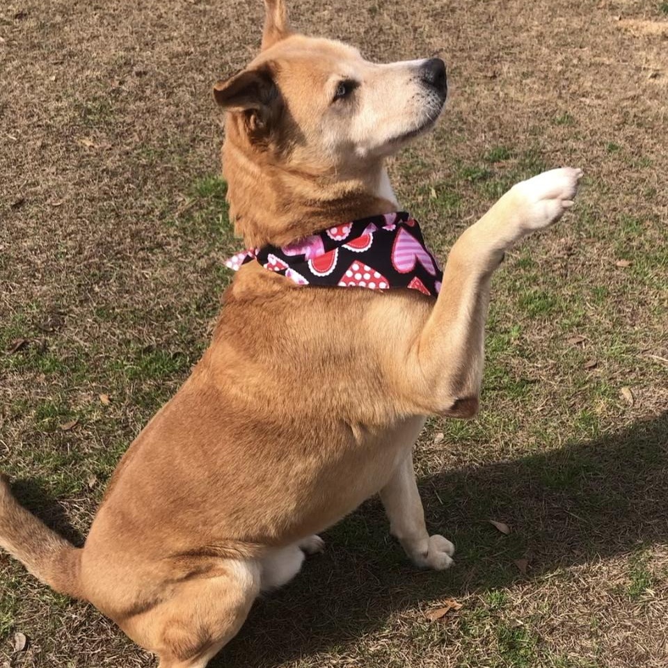 Enlarge Doug, a Adoptable mixed breed in Magnolia Springs, AL image 3/6