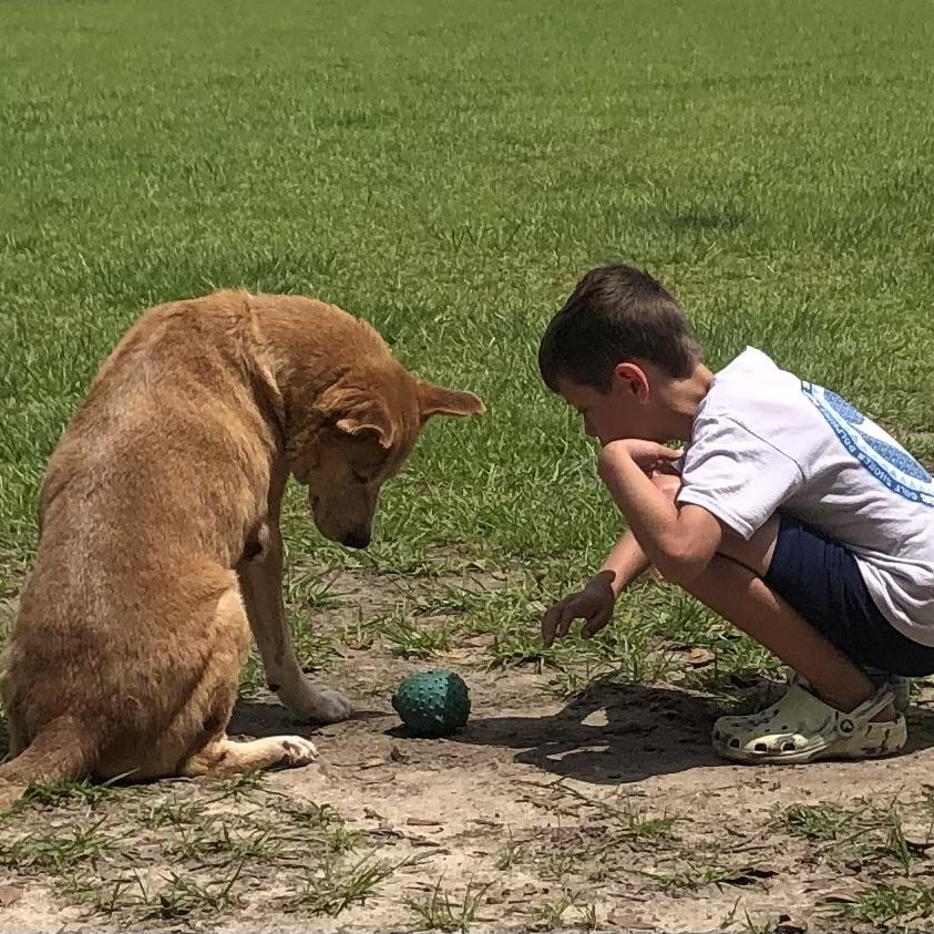 Enlarge Doug, a Adoptable mixed breed in Magnolia Springs, AL image 5/6