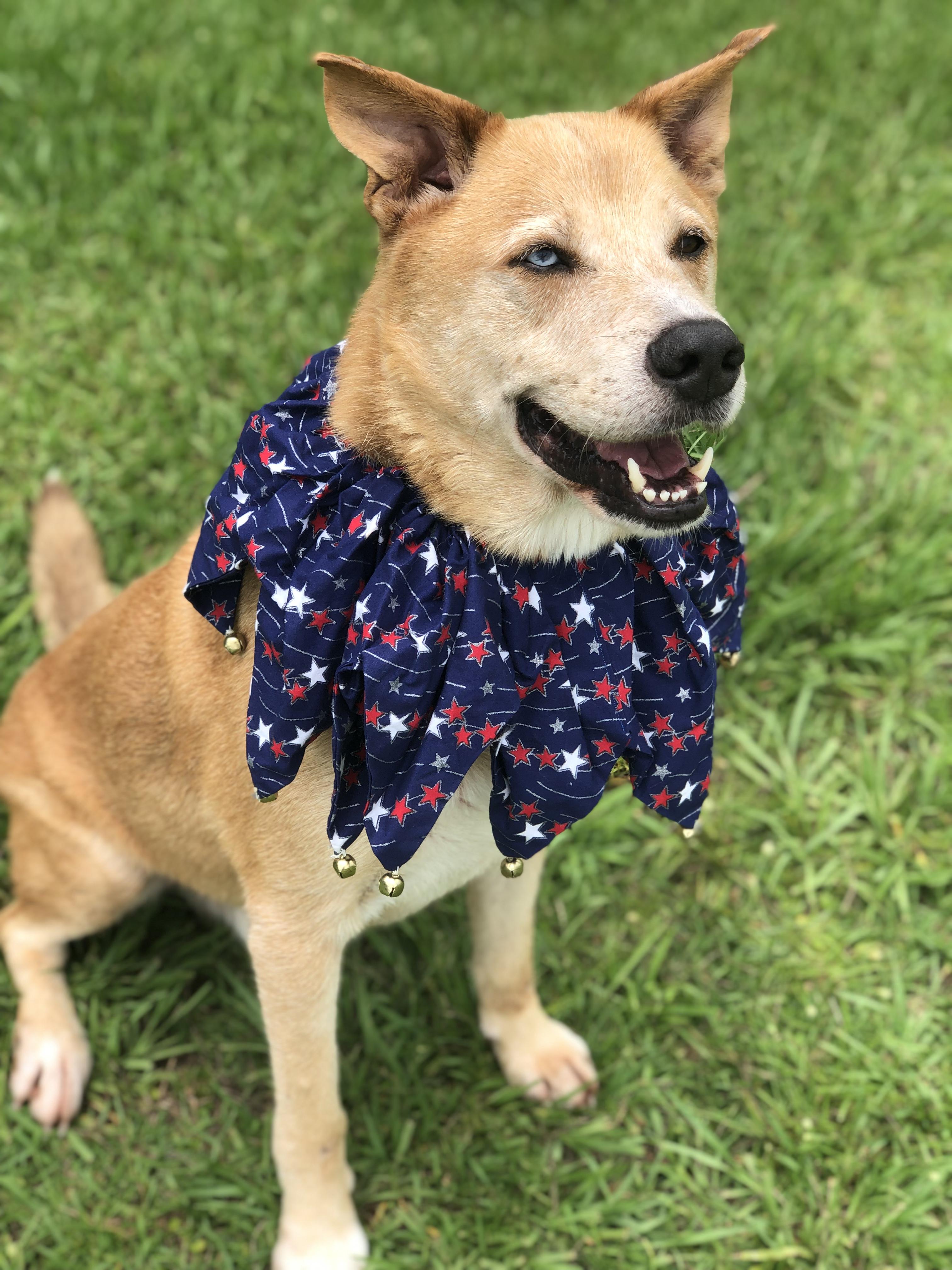 Enlarge Doug, a Adoptable mixed breed in Magnolia Springs, AL image 6/6