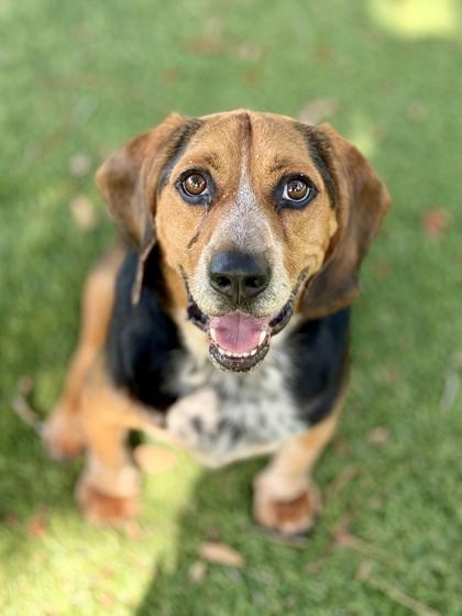 Toby - 1, Adoptable, Adult Male Beagle & Mixed Breed.