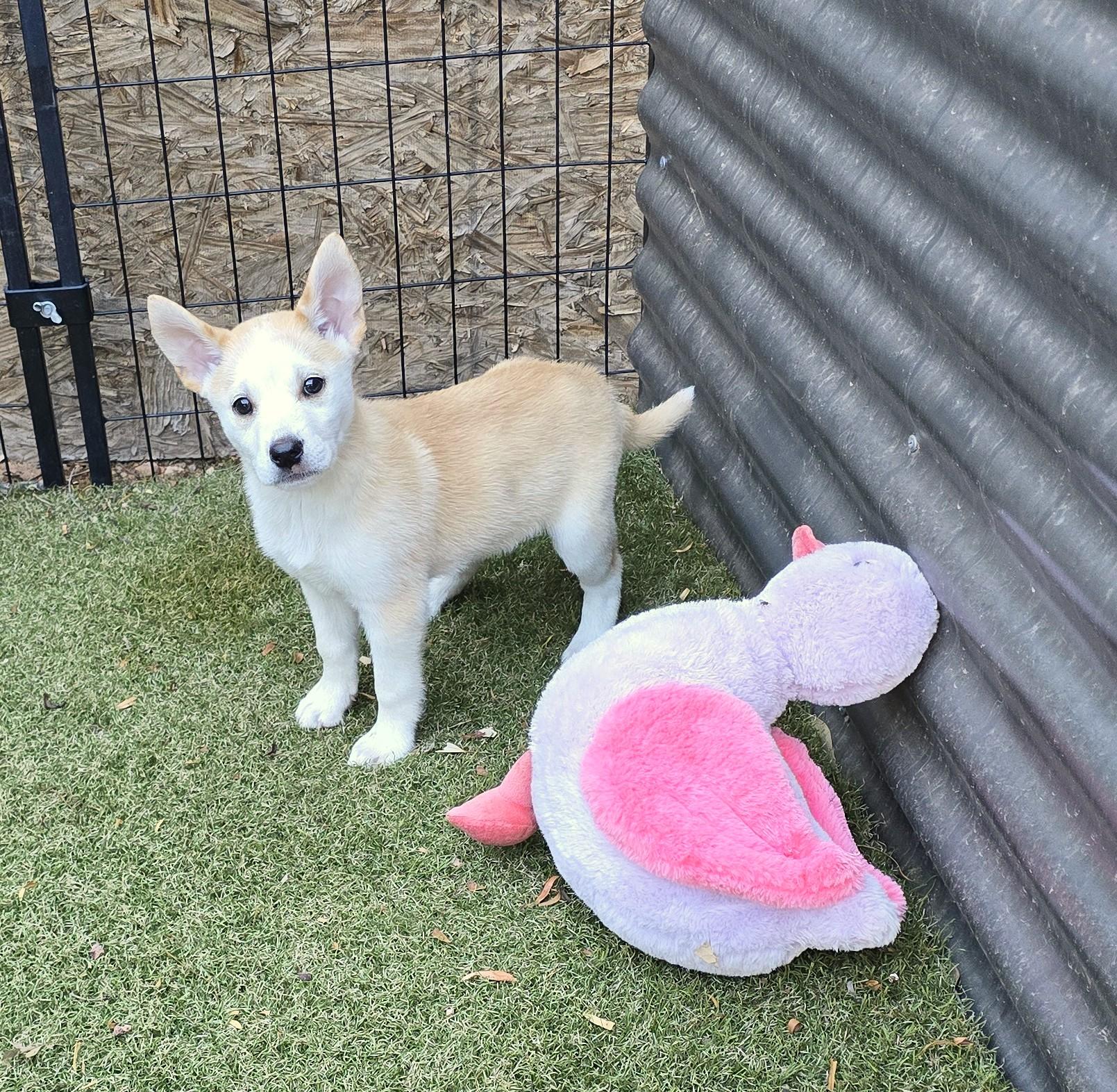 Amber, ADOPTABLE, Puppy Female Labrador Retriever & Cattle Dog.