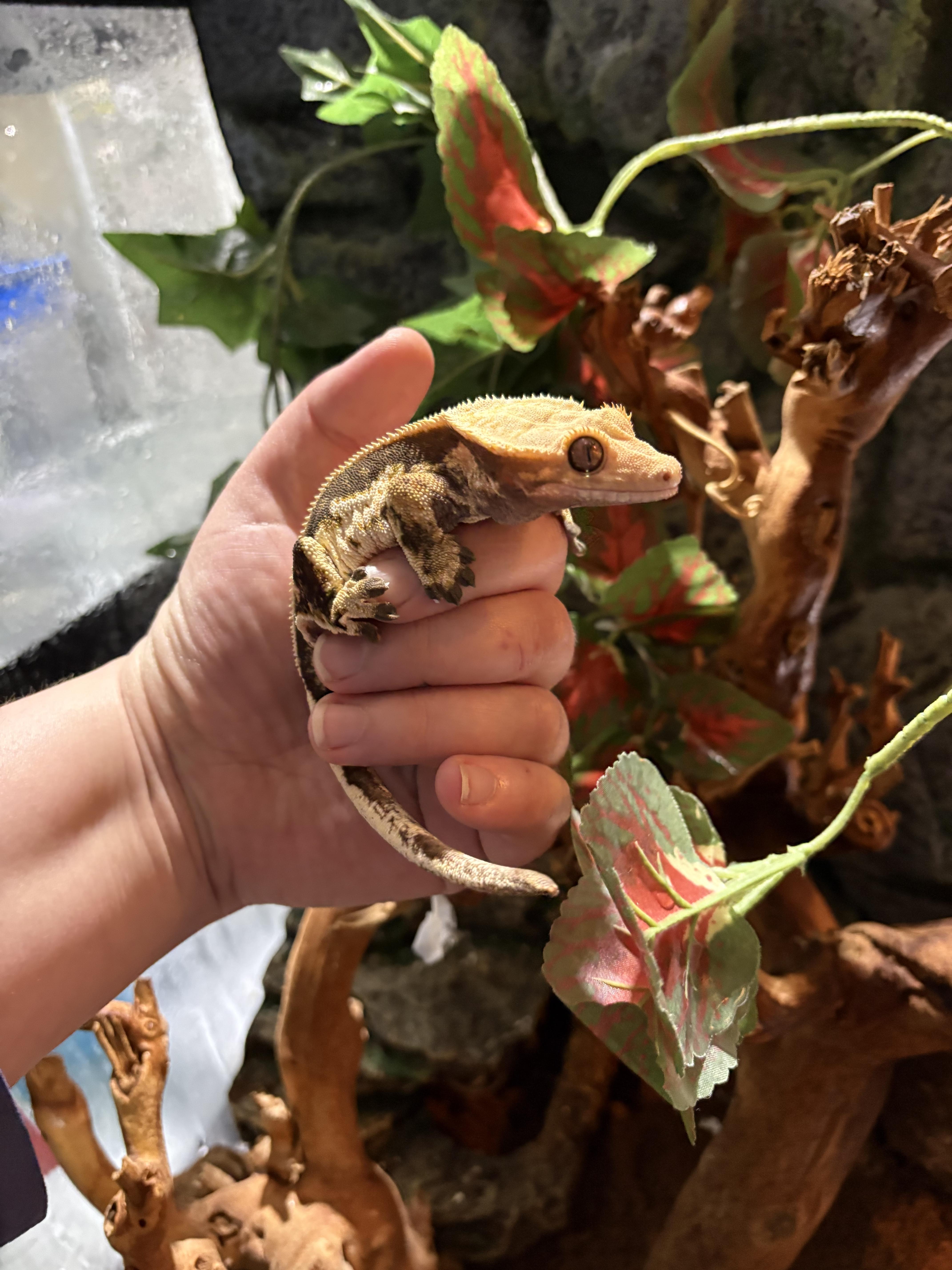 Enlarge Hibiscus , an adopted Gecko in Howell, NJ image 1/1