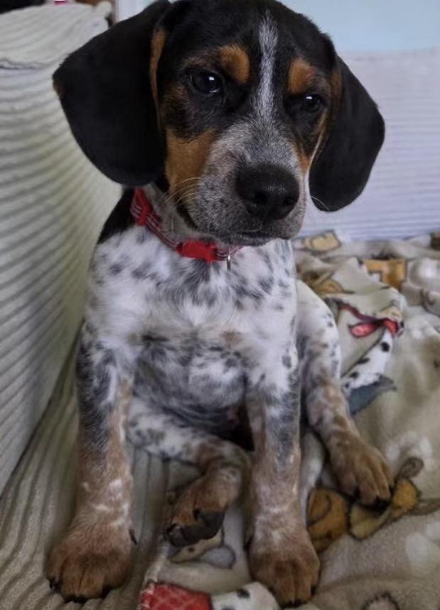 Enlarge Franklin, an adopted mixed breed in Richmond, VA image 4/5