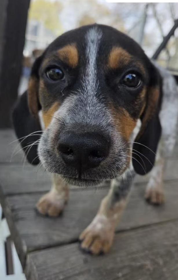 Enlarge Franklin, an adopted mixed breed in Richmond, VA image 3/5