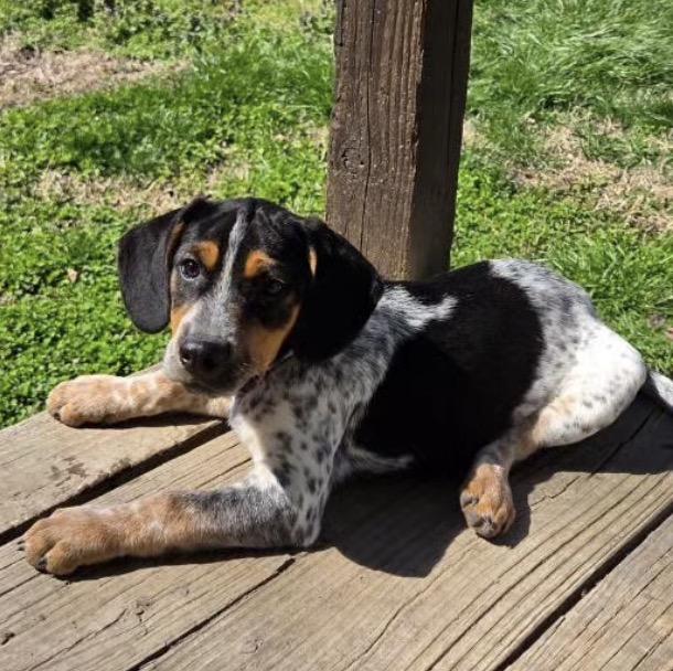 Enlarge Franklin, an adopted mixed breed in Richmond, VA image 1/5