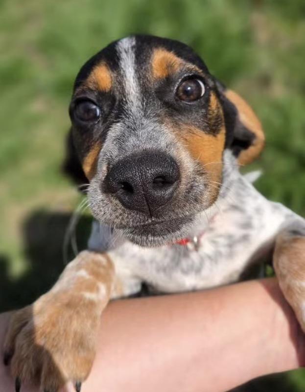 Enlarge Franklin, an adopted mixed breed in Richmond, VA image 5/5