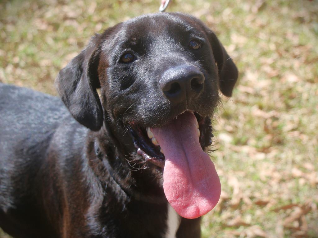 Ollie 25, Adoptable, Young Male Golden Retriever & Boxer.