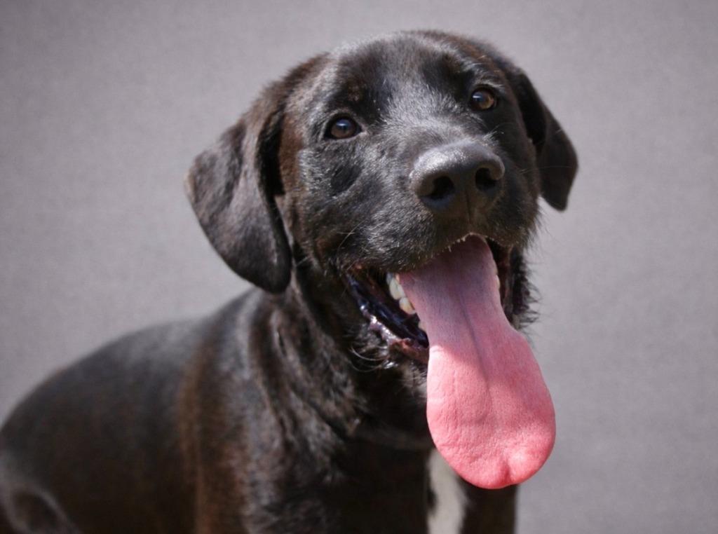 Enlarge Ollie 25, a Adoptable mixed breed in Brookhaven, MS image 2/4