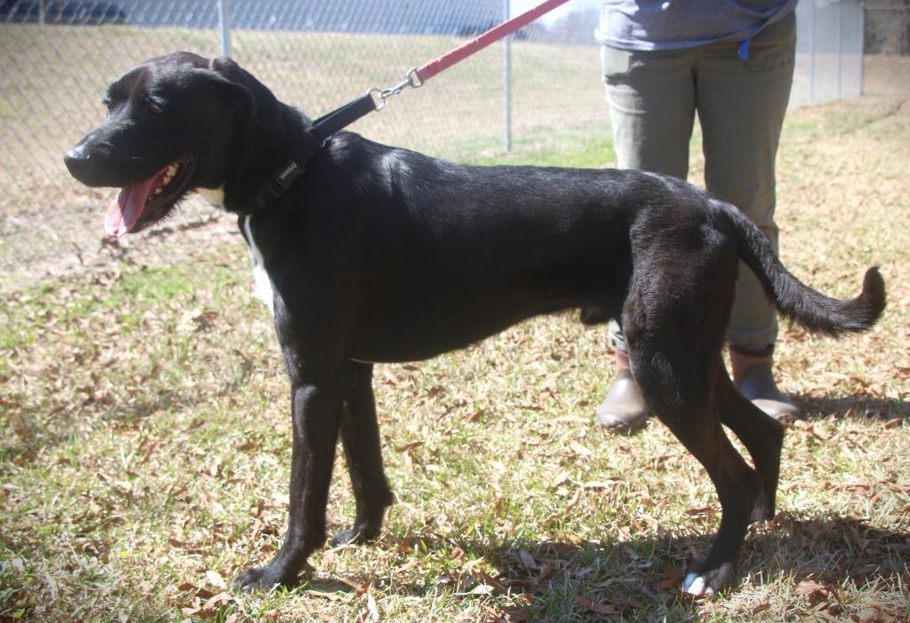 Enlarge Ollie 25, a Adoptable mixed breed in Brookhaven, MS image 3/4