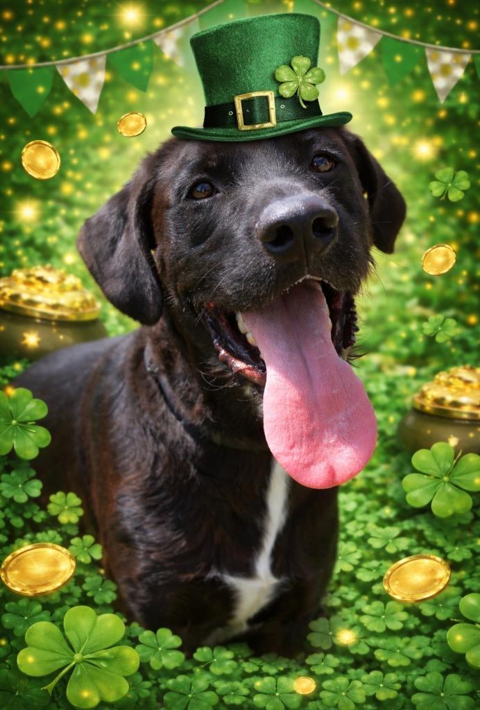 Enlarge Ollie 25, a Adoptable mixed breed in Brookhaven, MS image 4/4