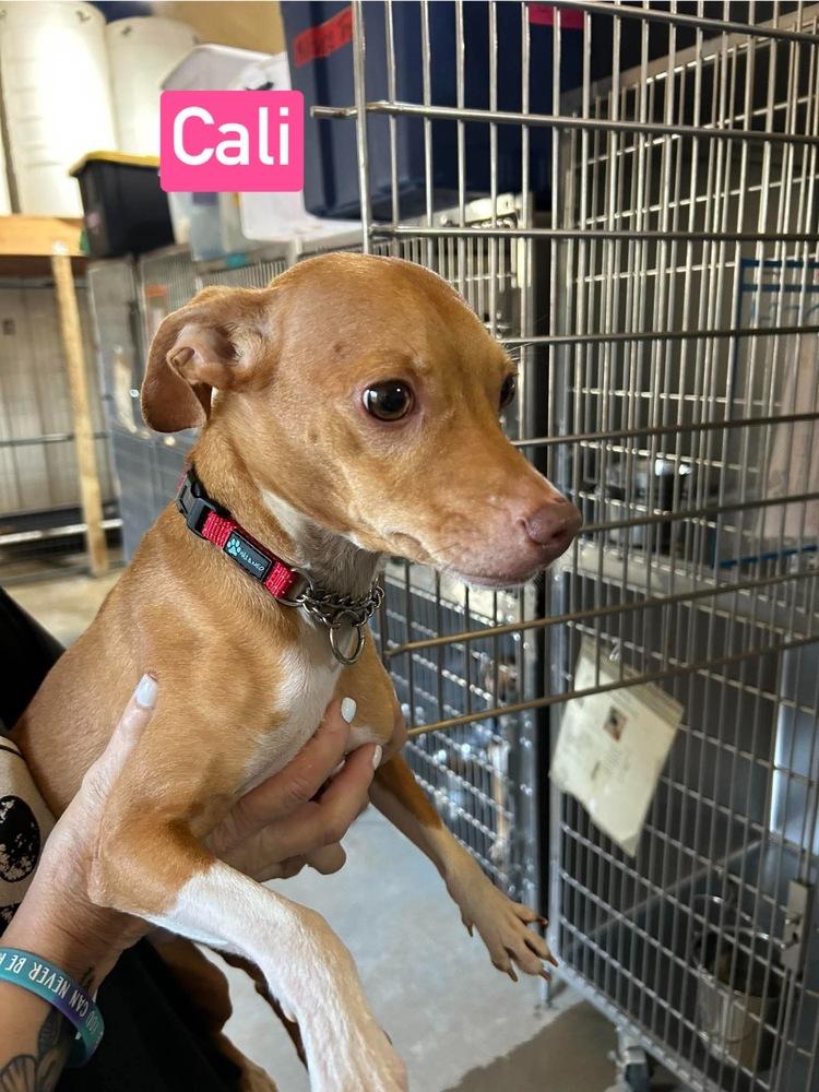SF Cali, Adoptable, Adult Female Beagle & Chihuahua.