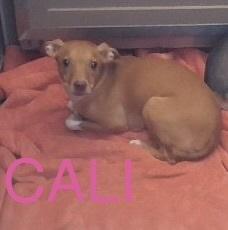 Enlarge SF Cali, a Adoptable mixed breed in Warrenton, MO image 2/3