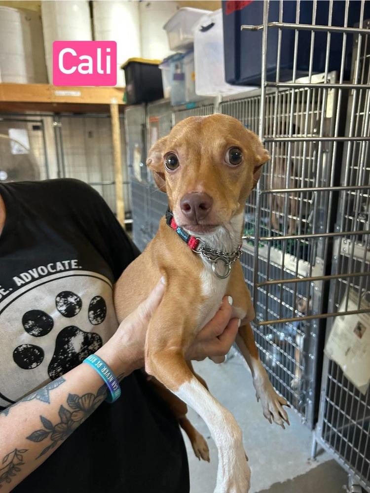 Enlarge SF Cali, a Adoptable mixed breed in Warrenton, MO image 3/3