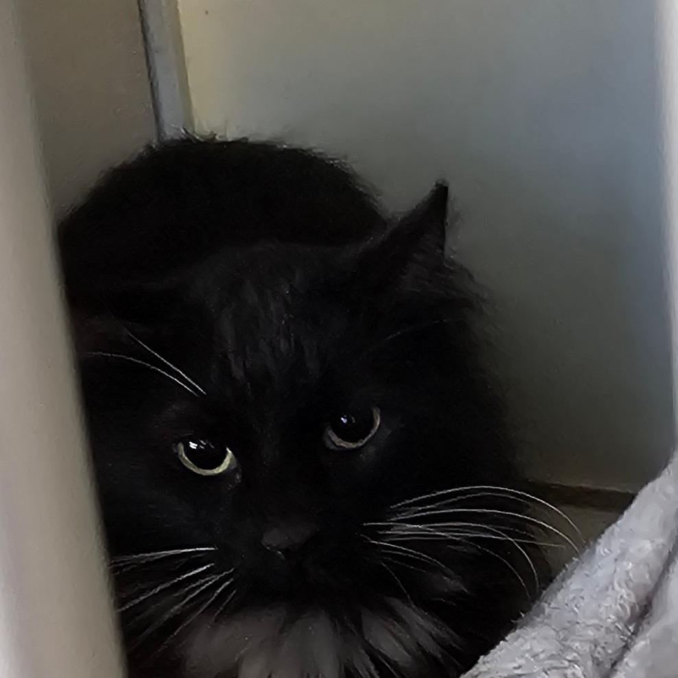 Enlarge Dom, a Adoptable Persian in Midland, TX image 1/1