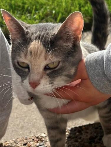 Elizabeth Taylor, Adopted, Adult Female Domestic Short Hair.