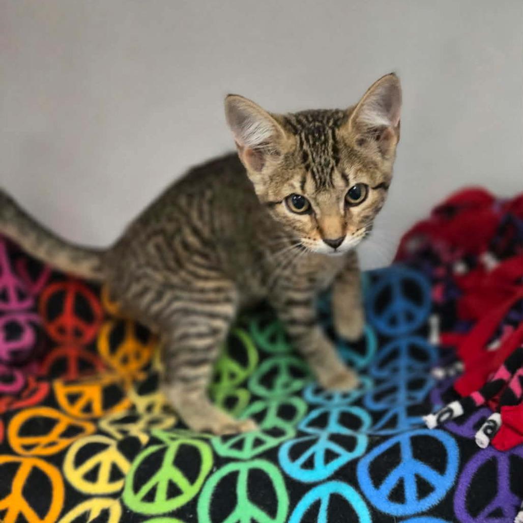 Enlarge Cyndi Lauper, a Adoptable Domestic Short Hair in Duncan, OK image 1/1