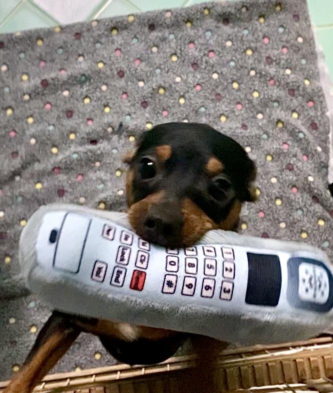 Darcy - Pending Adoption