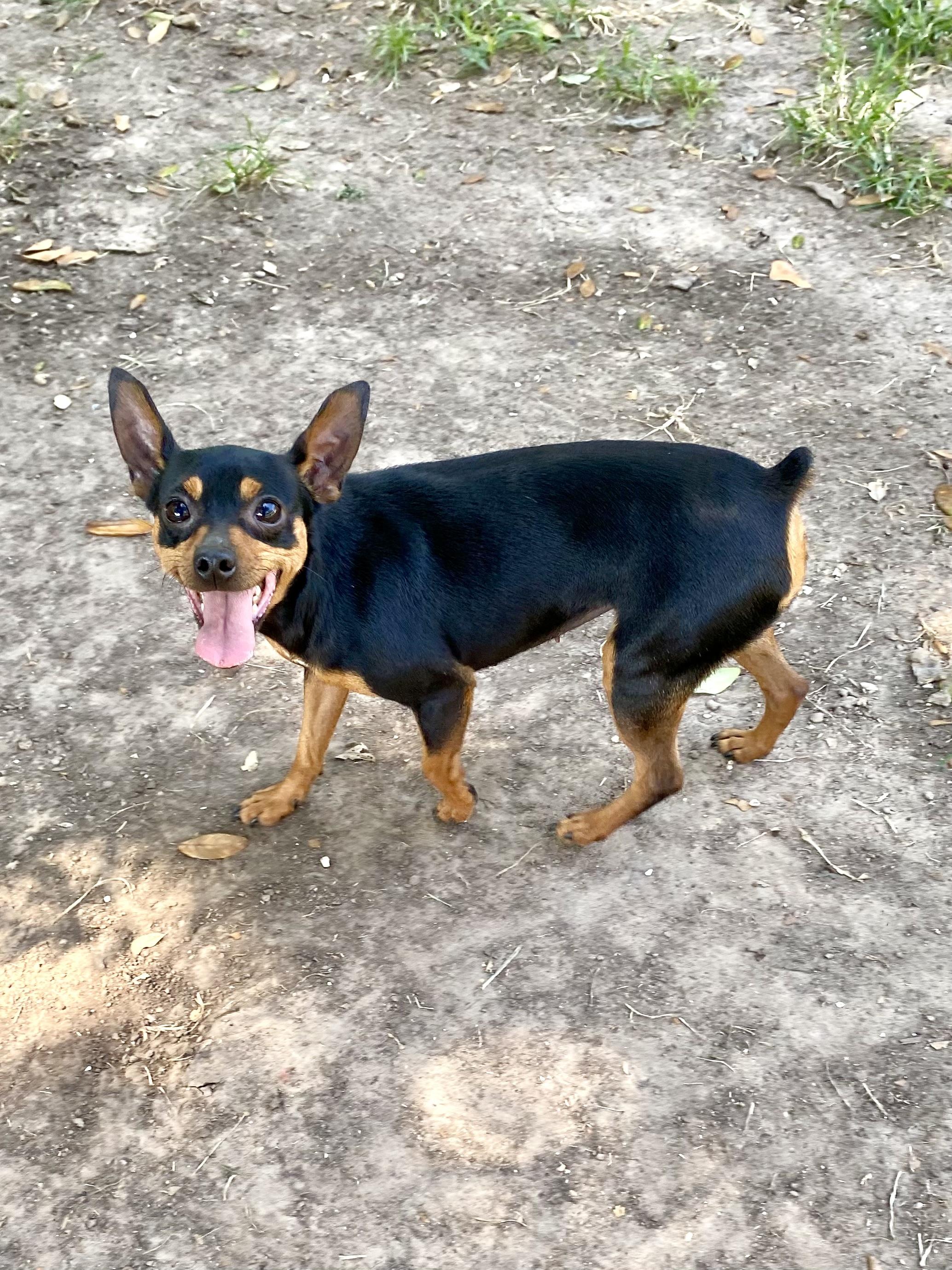 Darcy - ADOPTED!, a Adoptable mixed breed in Houston, TX image 4/6