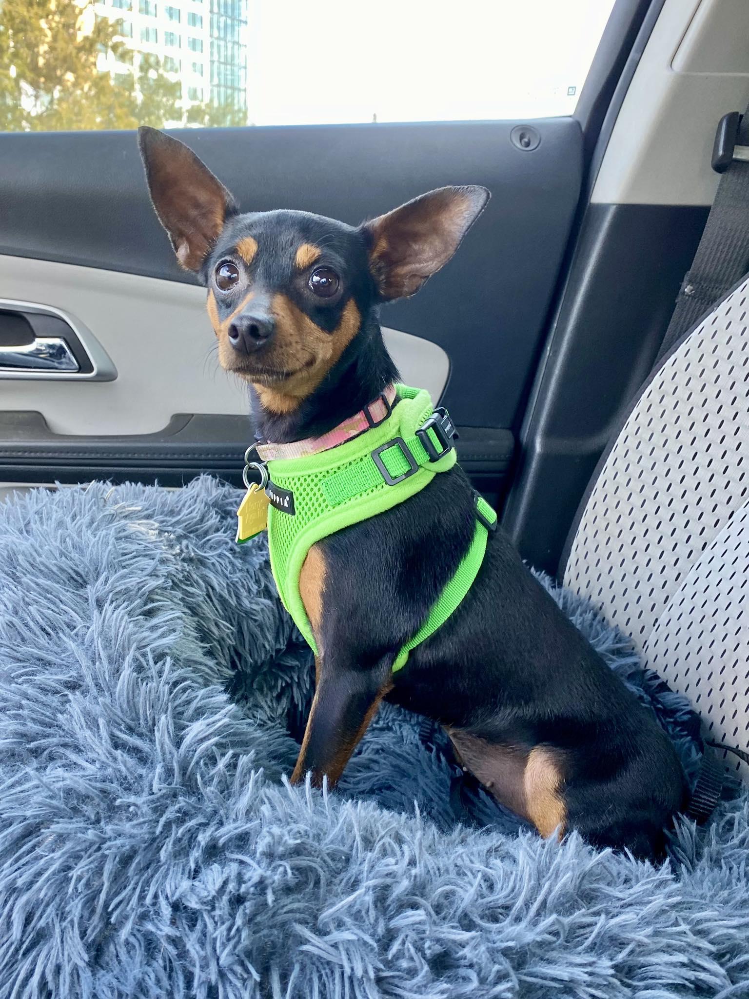 Darcy - ADOPTED!, Adoptable, Adult Female Miniature Pinscher & Chihuahua.