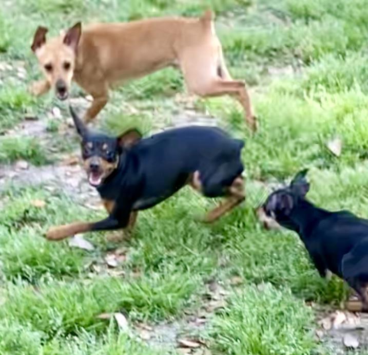 Darcy - ADOPTED!, a Adoptable mixed breed in Houston, TX image 5/6