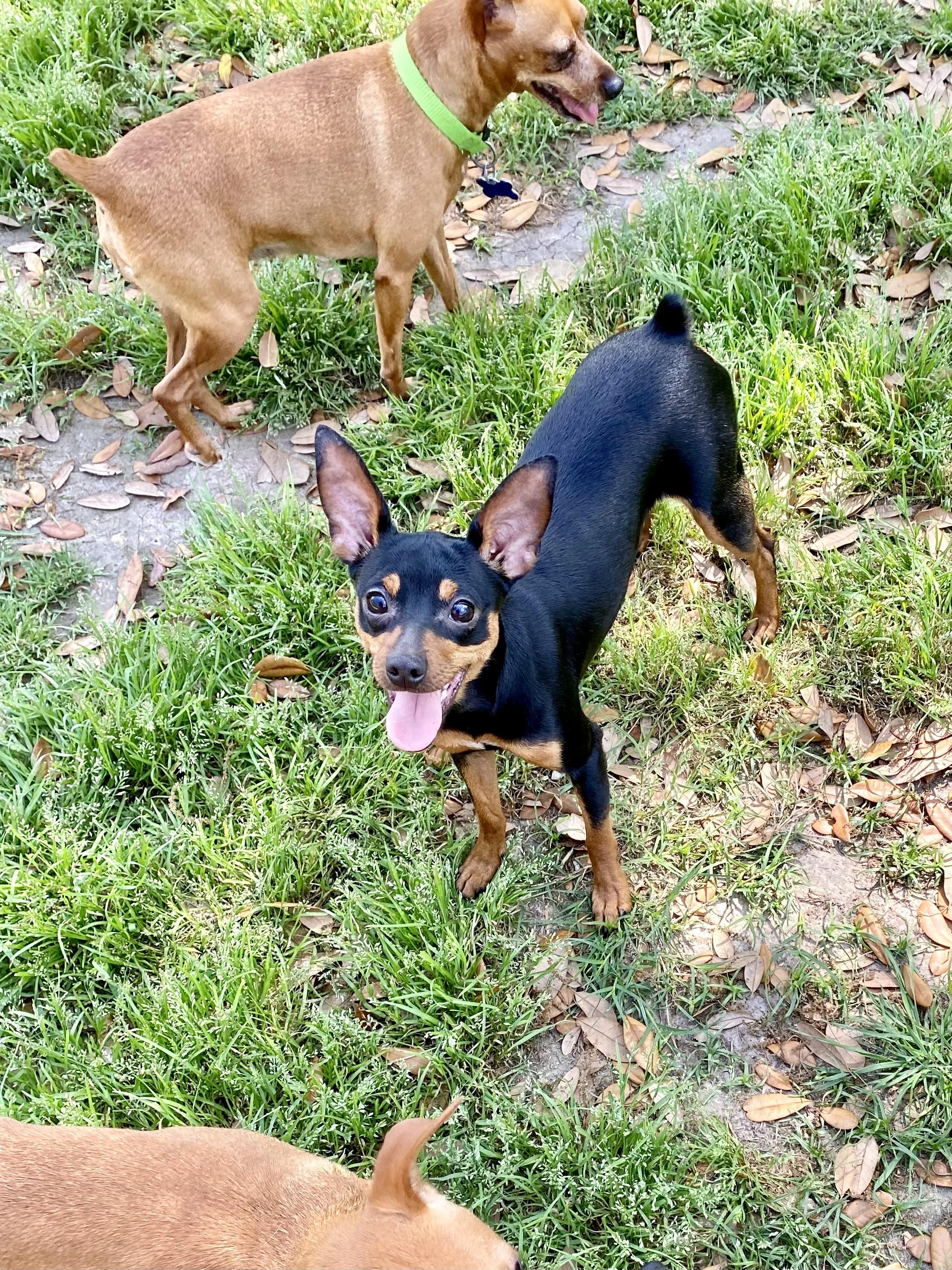 Darcy - Pending Adoption