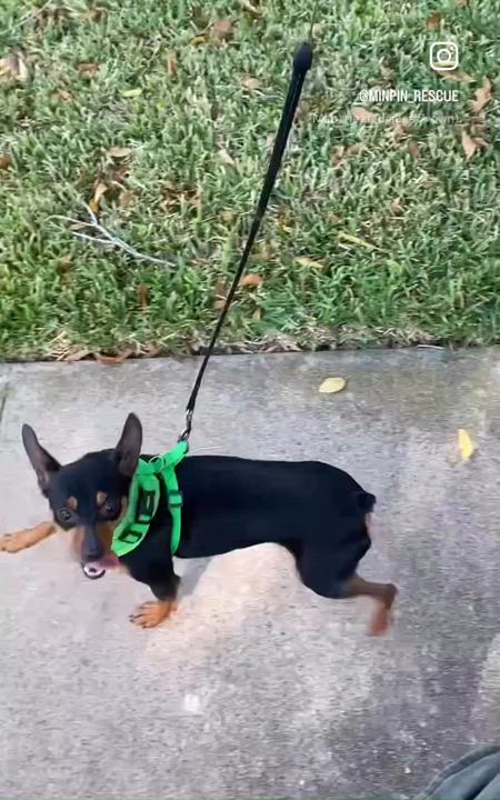 Enlarge Darcy - ADOPTED!, a Adoptable mixed breed in Houston, TX video 2/6