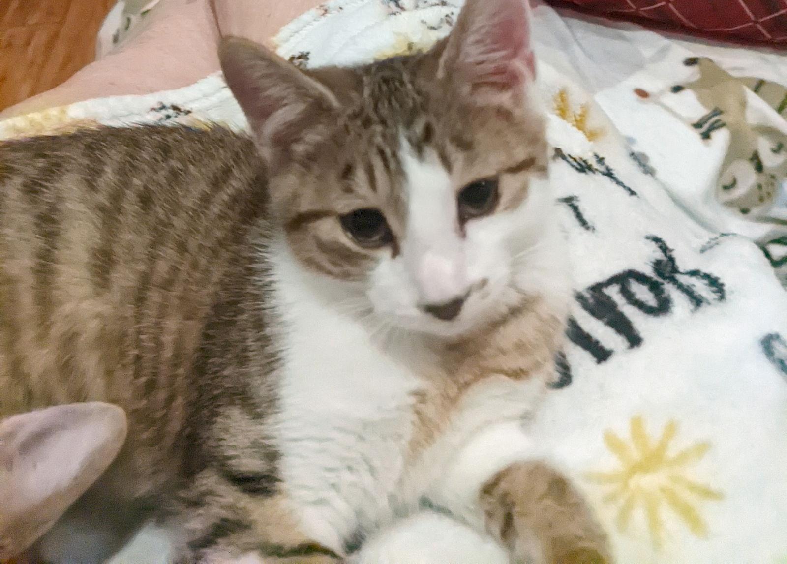 Enlarge Joey C4674 & Monica C4765 (Bonded Pair), a Adoptable Domestic Short Hair in minneapolis, MN image 2/3