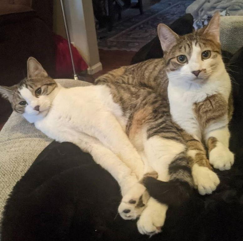 Enlarge Joey C4674 & Monica C4765 (Bonded Pair), a Adoptable Domestic Short Hair in minneapolis, MN image 3/3
