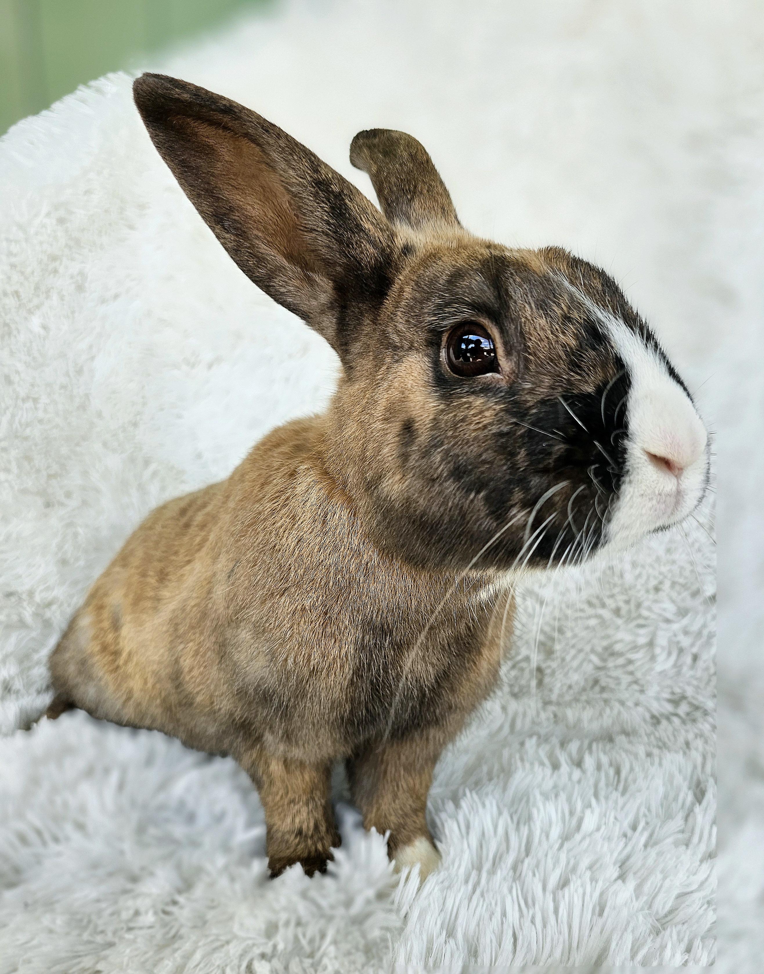 Enlarge Clyde, a Adopted mixed breed in Harrisburg, OR image 1/1