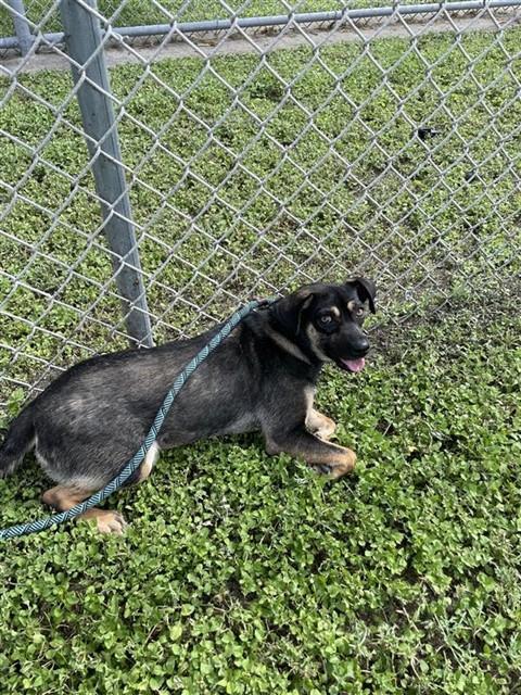 Enlarge BLACK PEARL, a Adoptable mixed breed in Corpus Christi, TX image 1/1