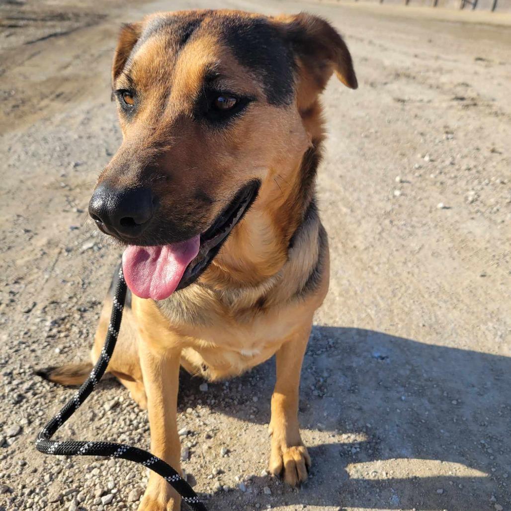 Lily, Adoptable, Adult Female German Shepherd Dog.