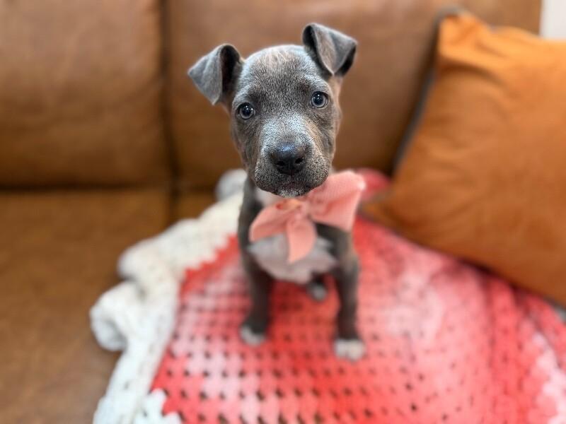 Sassy Wigglebutt McTug-of-War Supreme