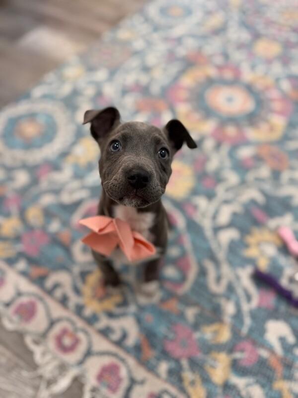 Sassy Wigglebutt McTug-of-War Supreme — thumbnail 2