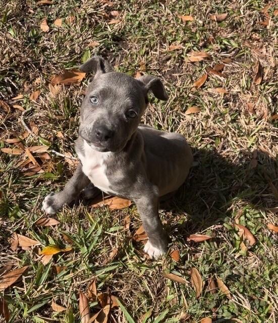 Sassy Wigglebutt McTug-of-War Supreme — thumbnail 3