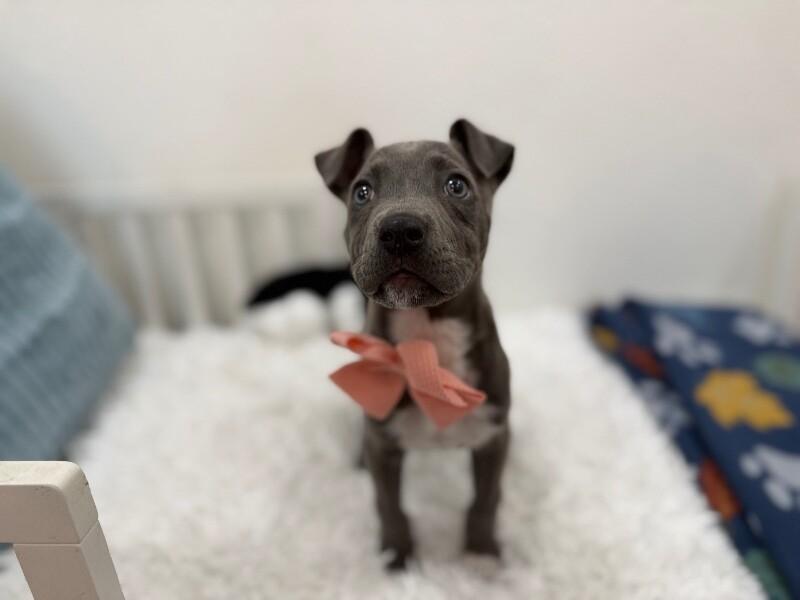 Sassy Wigglebutt McTug-of-War Supreme — thumbnail 4