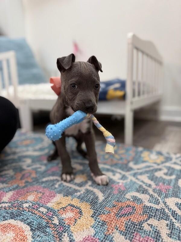 Sassy Wigglebutt McTug-of-War Supreme — thumbnail 5