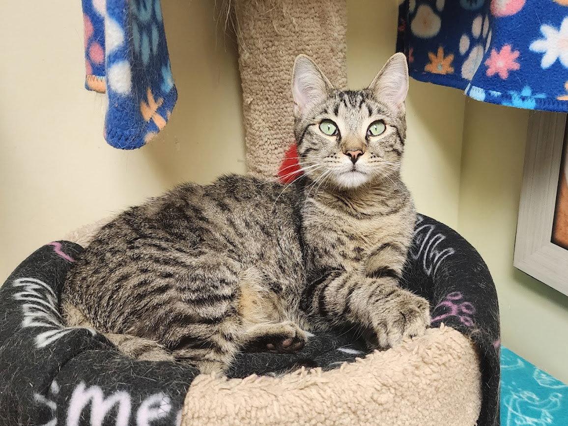 Daniel Craig, Adoptable, Kitten Male Domestic Short Hair.