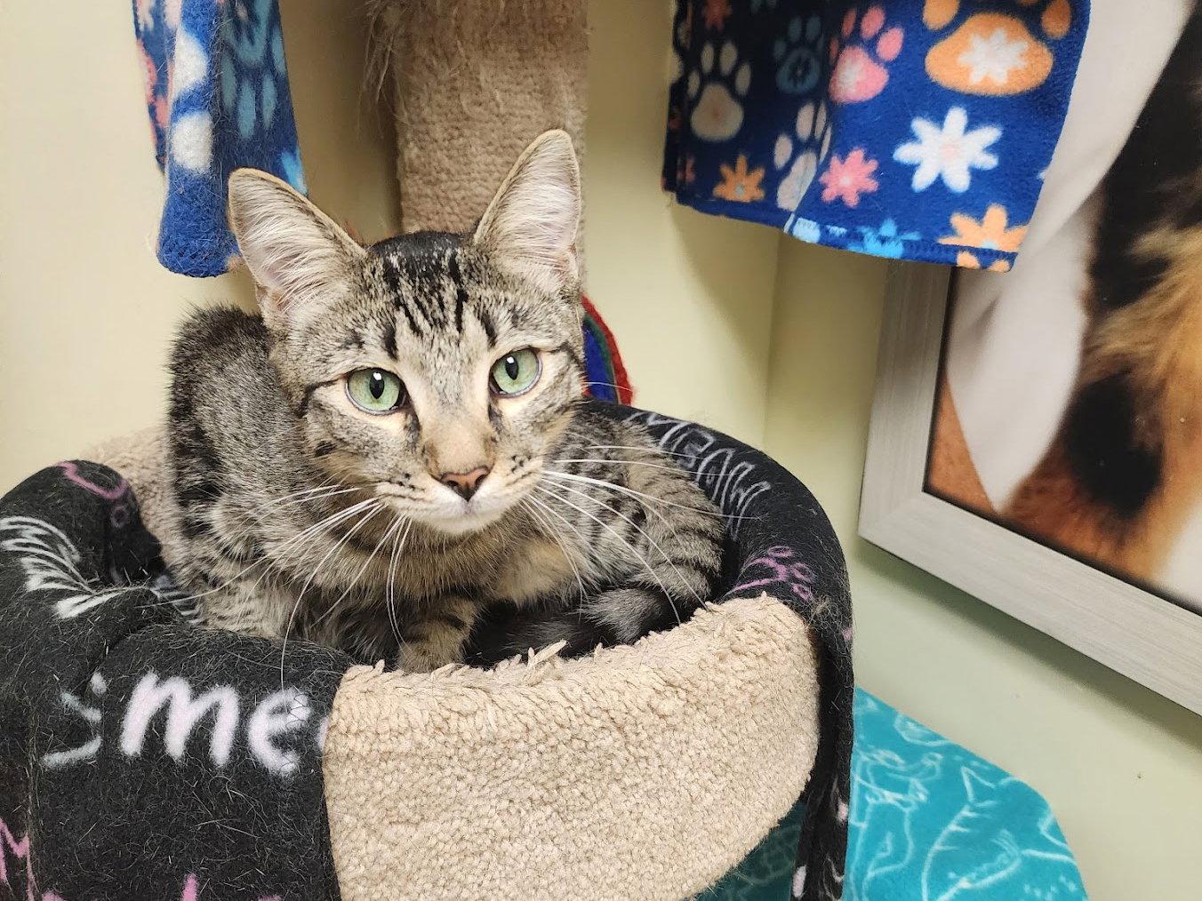 Daniel Craig, a Adoptable Domestic Short Hair in Mission Viejo, CA image 2/2