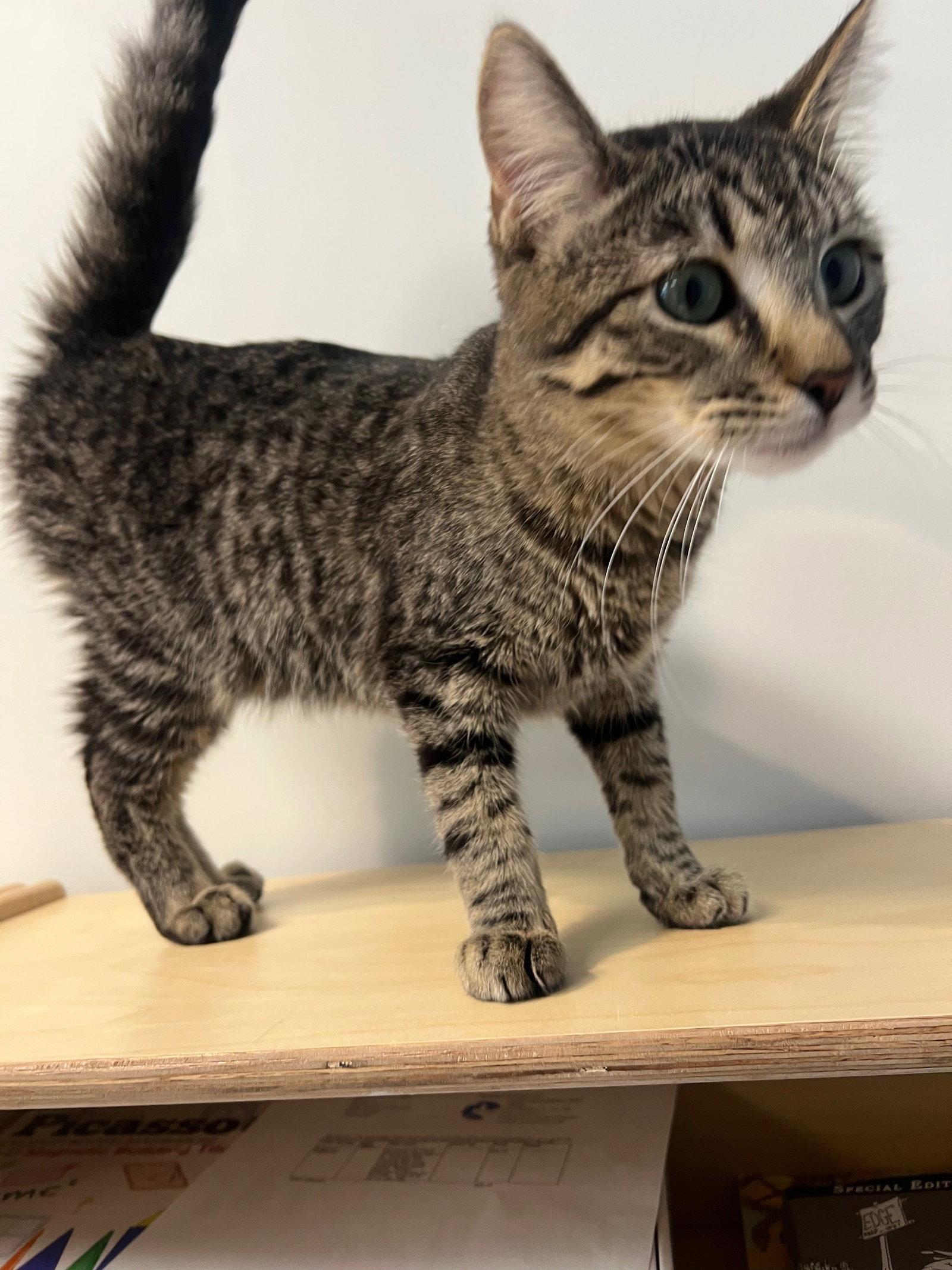 Enlarge Daniel Craig, a Adoptable Domestic Short Hair in Mission Viejo, CA image 1/1