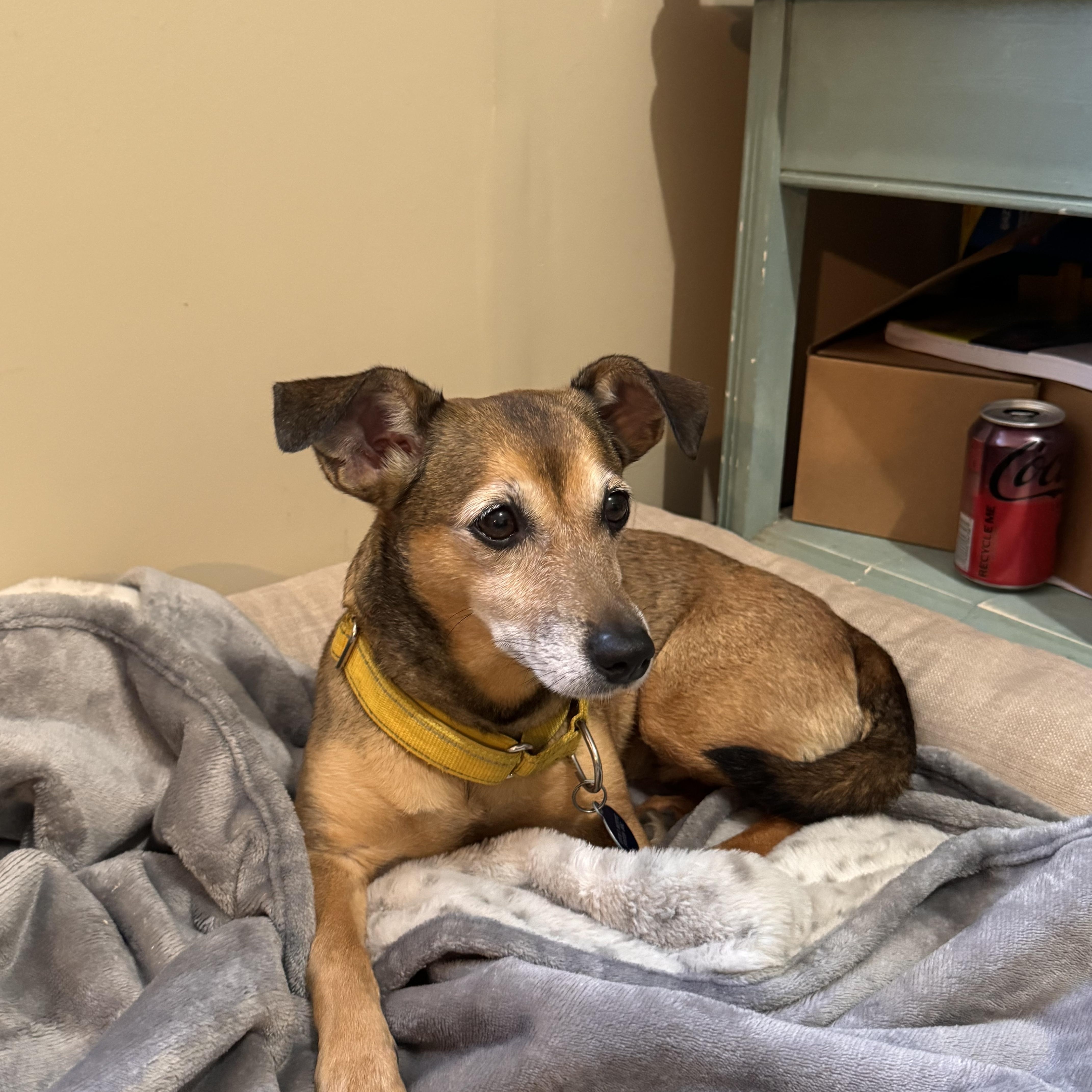 SOLIE, a ADOPTABLE mixed breed in Sequatchie, TN image 5/5