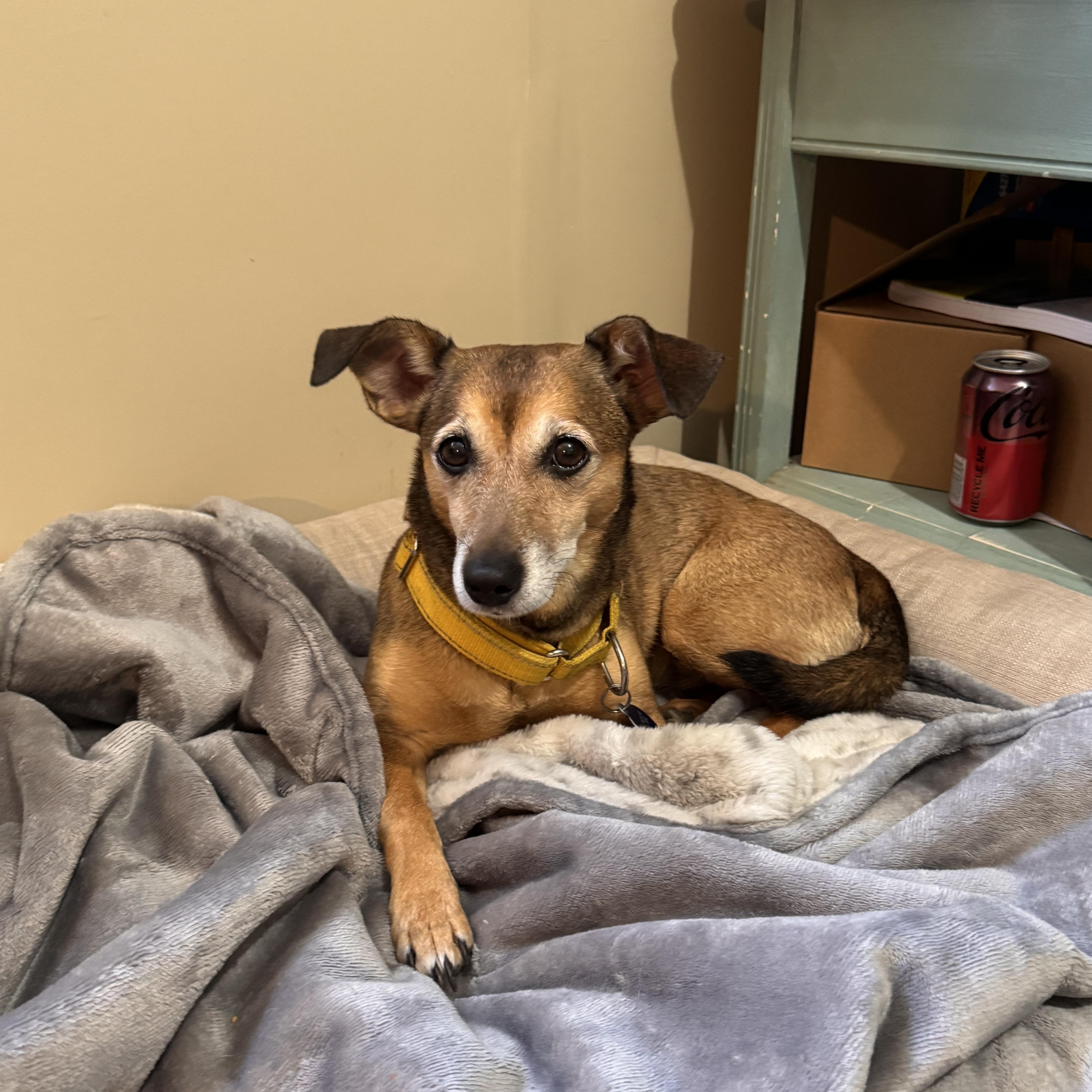 SOLIE, a ADOPTABLE mixed breed in Sequatchie, TN image 2/5