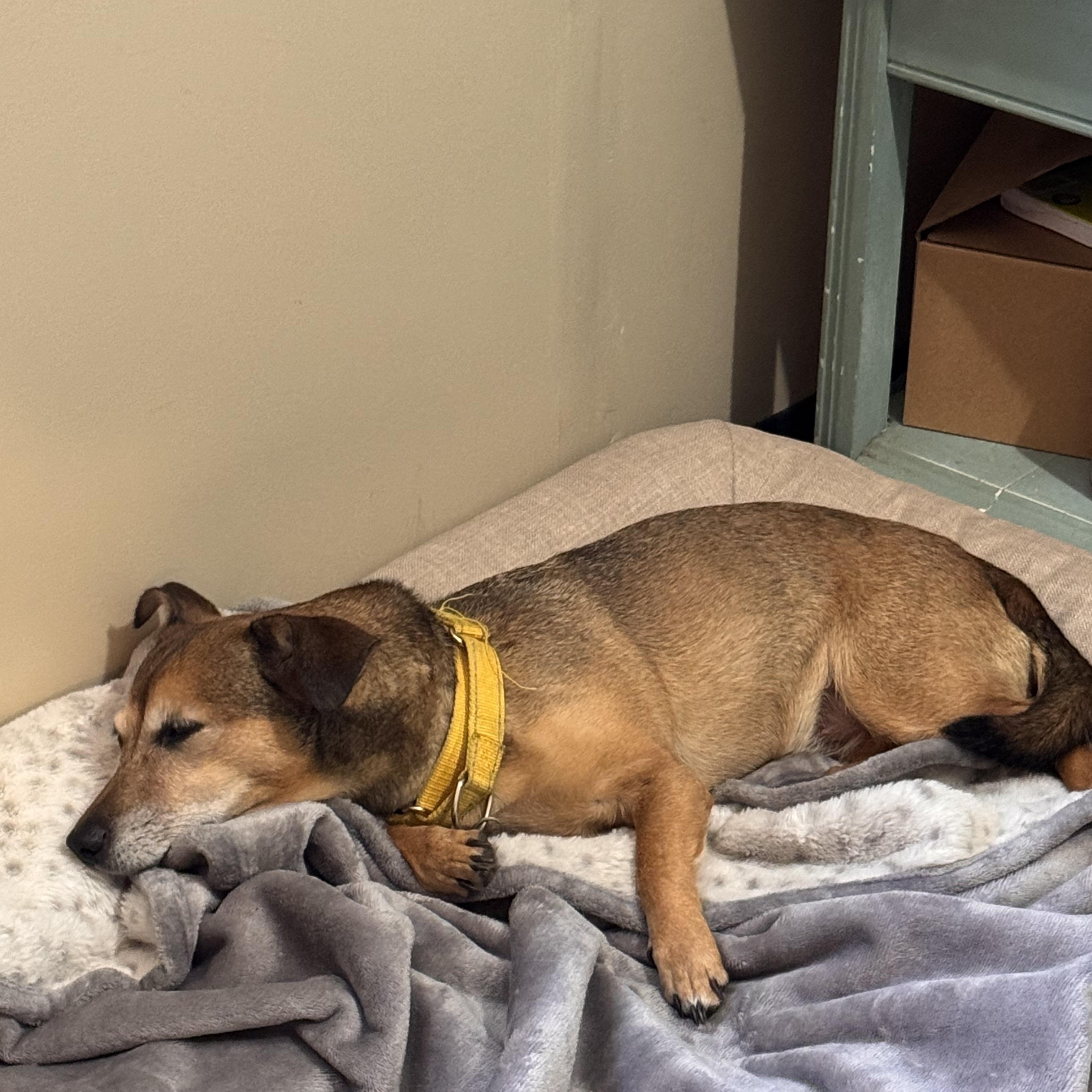 SOLIE, a ADOPTABLE mixed breed in Sequatchie, TN image 4/5